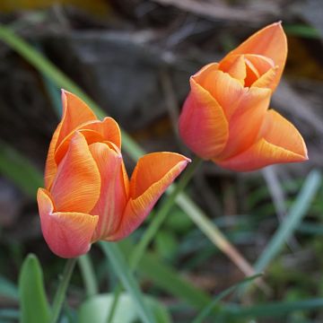 Tulipano Trionfo Véronique Sanson