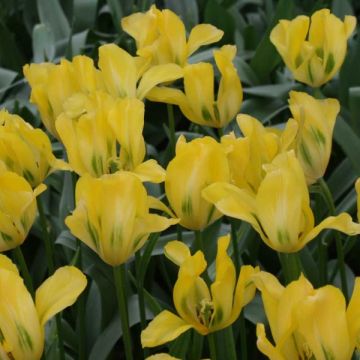 Tulipano Viridiflora Yellow Spring Green