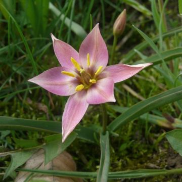 Tulipano aucheriana - Tulipano botanico