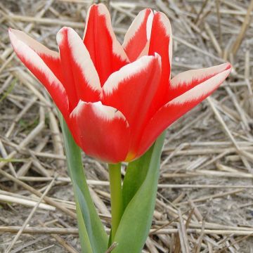 Tulipano fosteriana Pirand