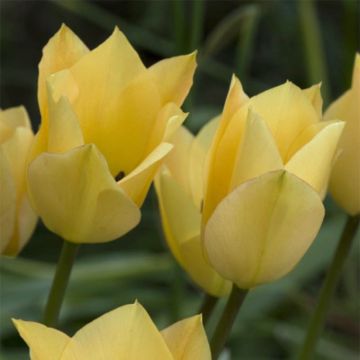 Tulipano batalinii Bronze Charm - Tulipano botanico