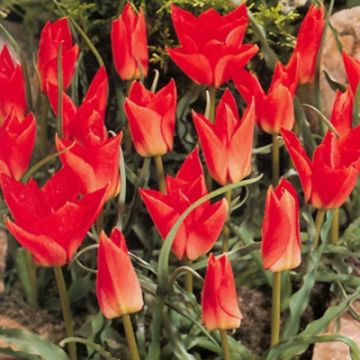 Tulipano batalinii Red Gem - Tulipano botanico