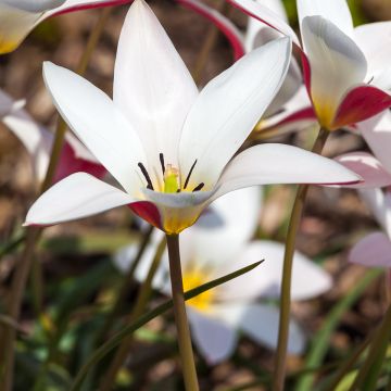 Tulipano clusiana Lady Jane