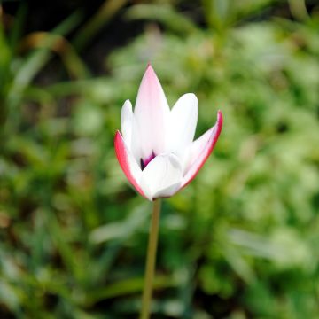 Tulipano clusiana Peppermint Stick