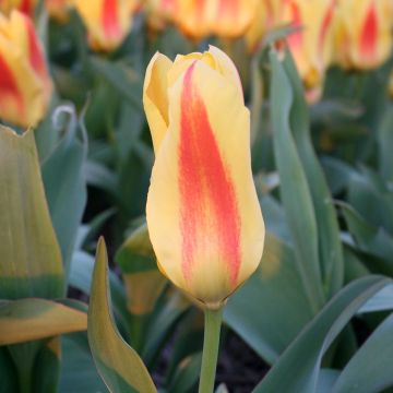 Tulipano fosteriana Easter Parade