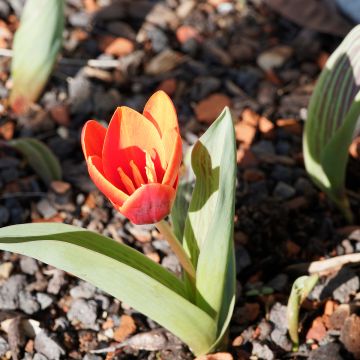 Tulipano greigii Chaperon Rouge Double