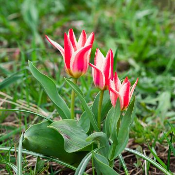 Tulipano greigii Pinocchio