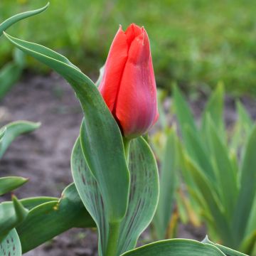 Tulipano greigii Princesse Charmante