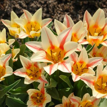 Tulipano greigii Quebec