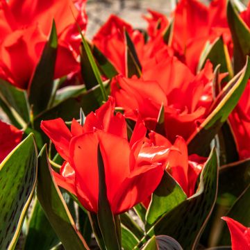 Tulipano greigii Rob Verlinden