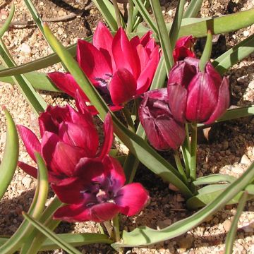 Tulipano humilis Lilliput - Tulipano botanico