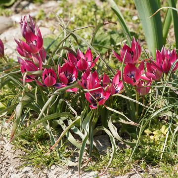 Tulipano humilis Norah - Tulipano botanico