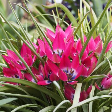 Tulipano humilis - Tulipano botanico