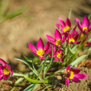 Tulipano humilis Violacea Yellow Base - Tulipano botanico