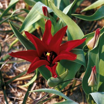 Tulipano ingens - Tulipano botanico