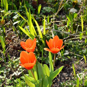 Tulipano kaufmanniana Early Harvest