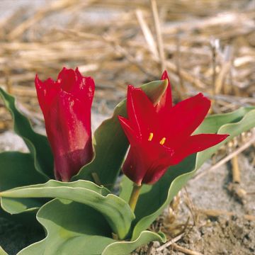 Tulipano kaufmanniana Pink Dwarf