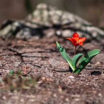 Tulipano kaufmanniana Showwinner