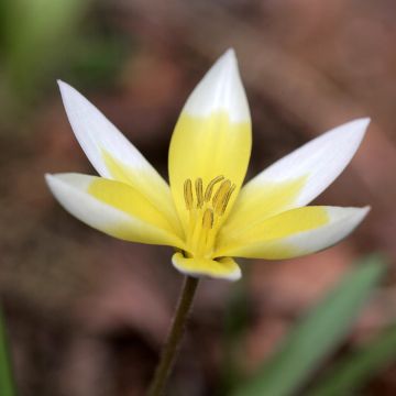 Tulipano tarda - Tulipano botanico