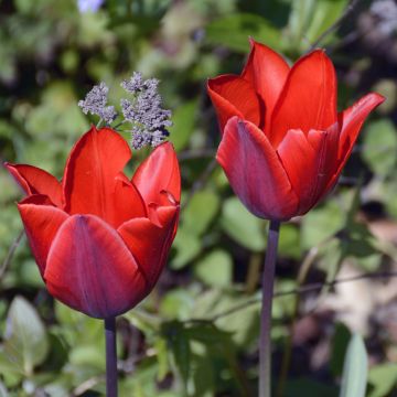 Tulipano Couleur Cardinal