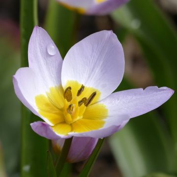 Tulipano saxatilis - Tulipano botanico