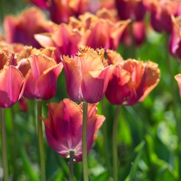 Tulipano sfrangiato Louvre Orange