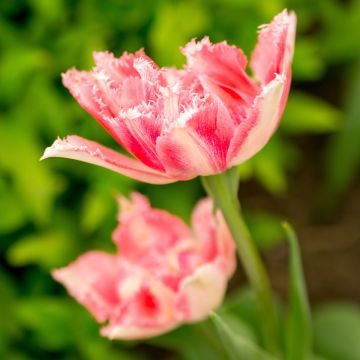 Tulipano sfrangiato Crispion Sweet