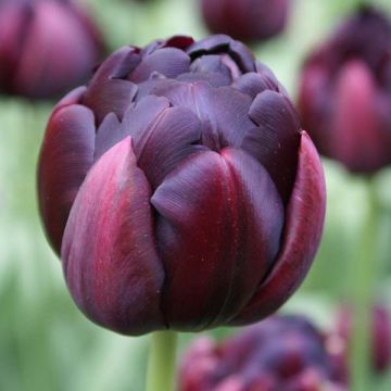 Tulipano Black Héro