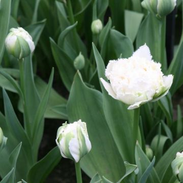 Tulipano sfrangiato Snow Crystal