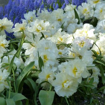 Tulipano Cardinal Mindszenty