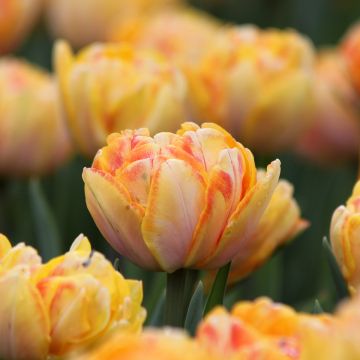 Tulipano Foxy Foxtrot