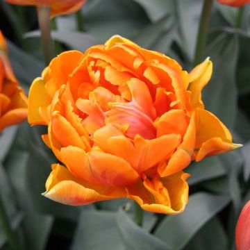 Tulipano Orange Princess