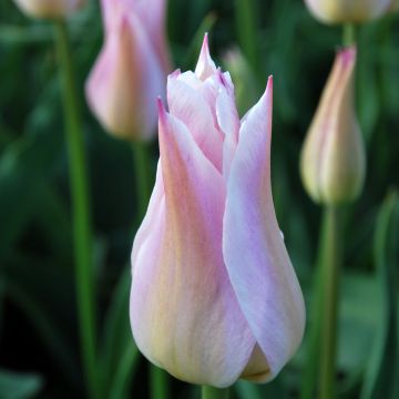 Tulipano Giglio Ballade Lady