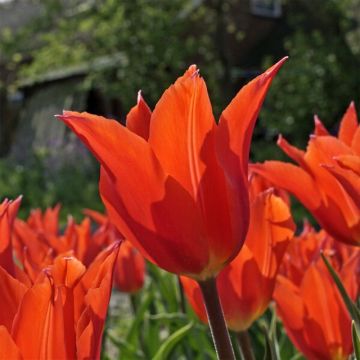 Tulipano Giglio Dutch Dancer