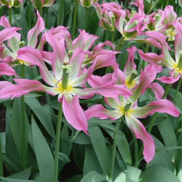 Tulipano Giglio Love Dance