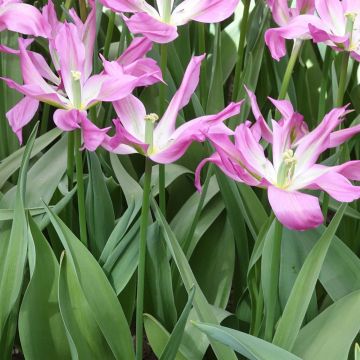 Tulipano Giglio Purple Dance