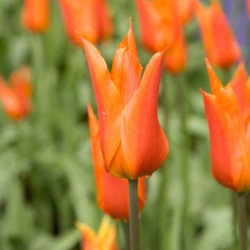 Tulipano Giglio Ballerina