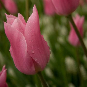 Tulipano Giglio China Pink