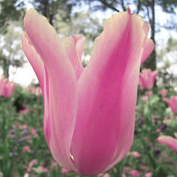 Tulipano fosteriana Albert Heijn