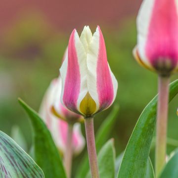 Tulipano fosteriana Border Legend