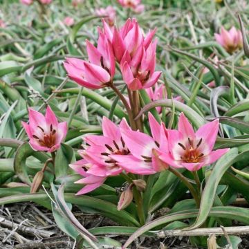 Tulipano fosteriana Garden of Clusius