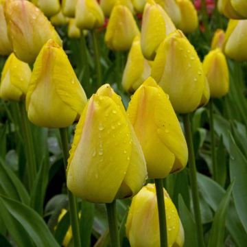 Tulipano greigii Lemon Giant