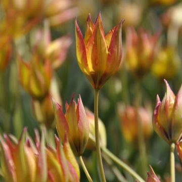 Tulipano orphanidea Flava - Tulipano botanico