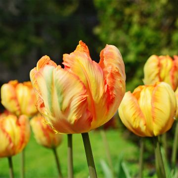 Tulipano Pappagallo Comet