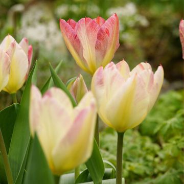 Tulipano Multiflora Antoinette