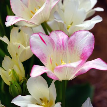 Tulipano Multiflora Candy Club