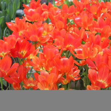 Tulipano Multiflora Orange bouquet