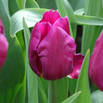 Tulipano Multiflora Purple Elegance