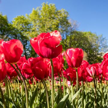 Tulipano Multiflora Red Georgette