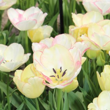 Tulipano Multiflora Rosy bouquet